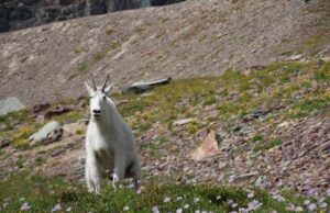 Mountain Goat in Glacier Park