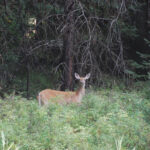 Deer and Wildlife in Montana