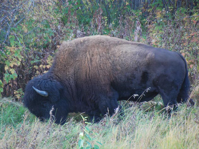 National Bison Range