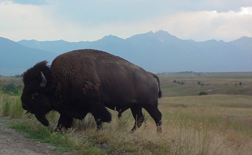 An American Bison